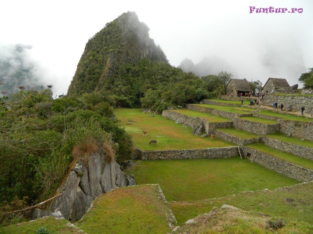 In oasul incas