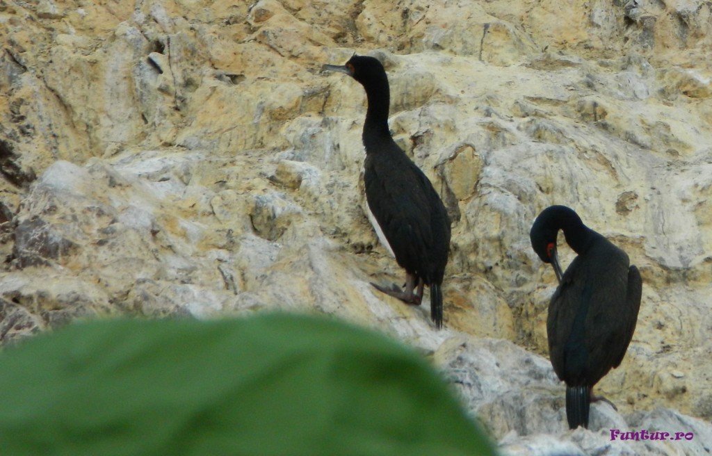 Negru cu rosu in Ballestas-001