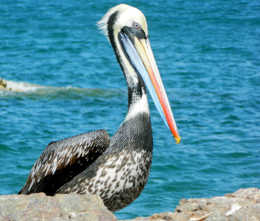 Pelican la plaja