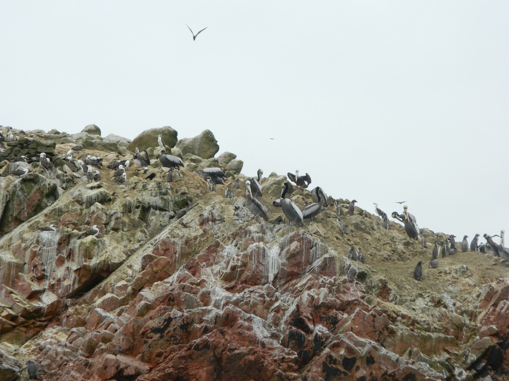 Pelicani in insule