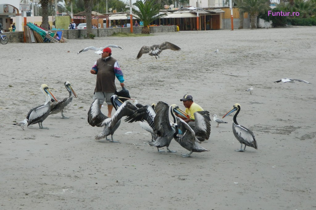Pelicani si pescari la Paracas