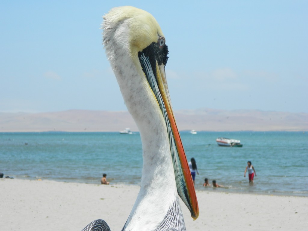 Portret pelican